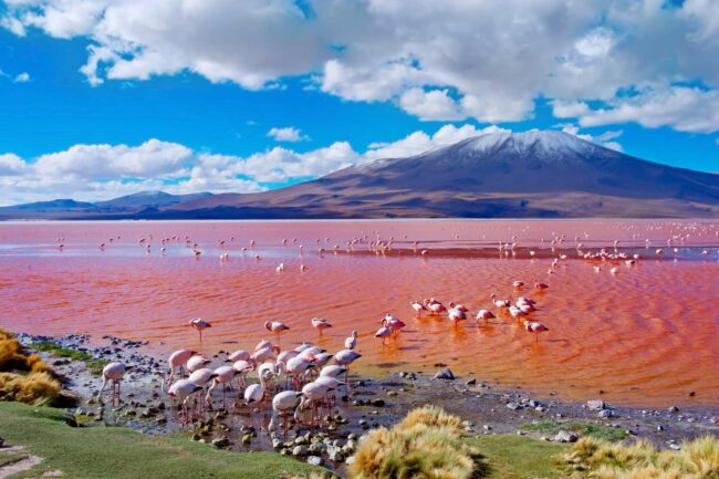 Flamingos in Laguna Colorada , Uyuni, Bolivia