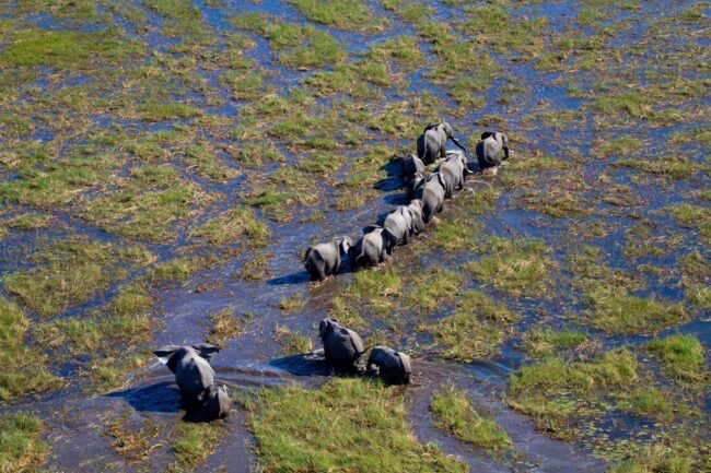 African Elephant (Loxodonta africana), in the floodplain, aerial view. Okavango Delta, Moremi Game Reserve, Botswana. The Okavango Delta is home to a rich array of  wildlife.