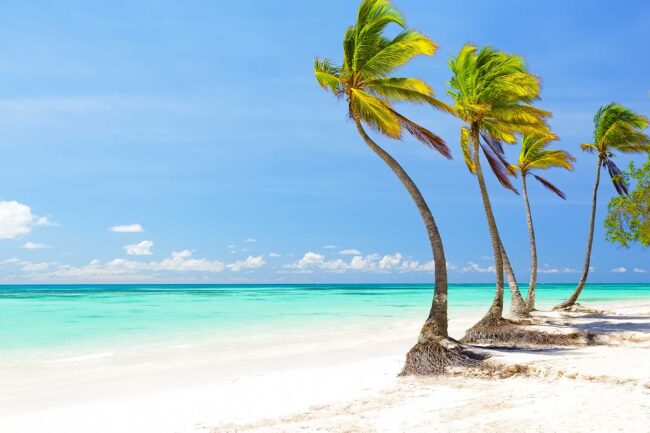Coconut Palm trees on white sandy beach in Cap Cana, Dominican Republic