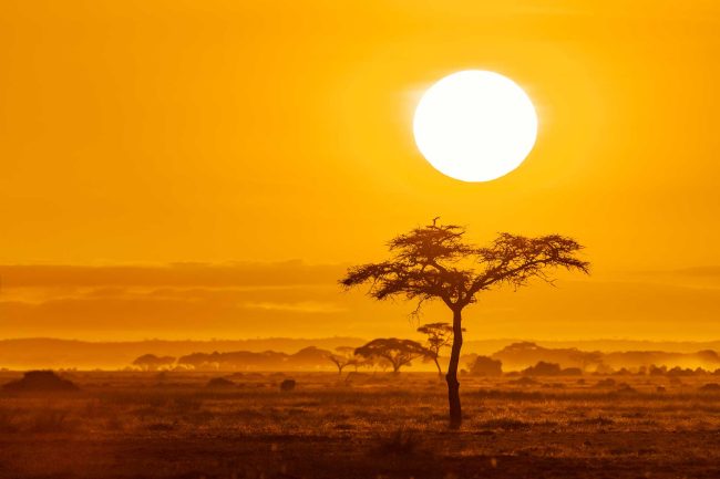 The sun rises over the acacia trees of Amboseli National Park, Kenya. Golden morning light with space for text.