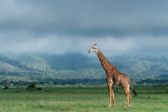 Wunderbar Africa Safaris
